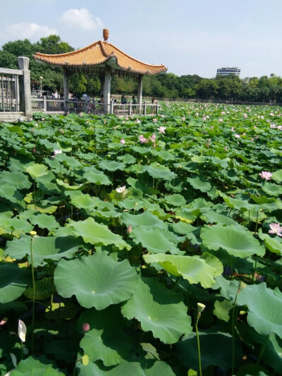 小荷才露尖尖角