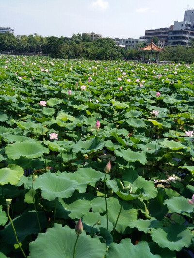 小荷才露尖尖角