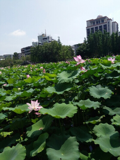 小荷才露尖尖角