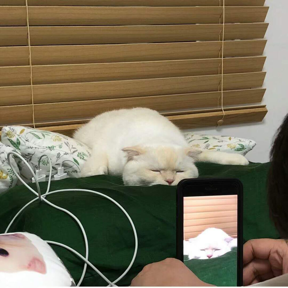 猫星人