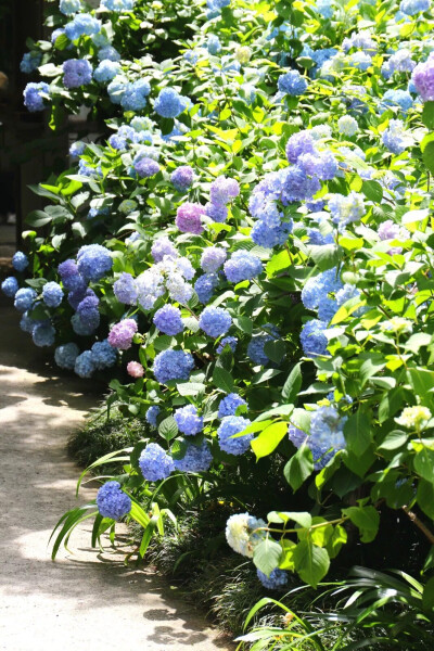 紫阳花