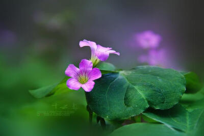 红花酢浆草