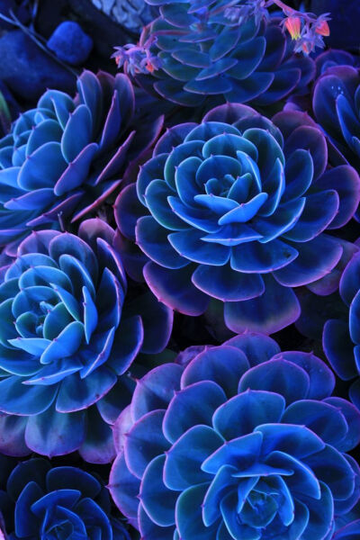 blue succulent 蓝色