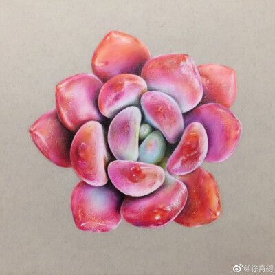 彩铅多肉 手绘 多肉
©weibo@徐青剑