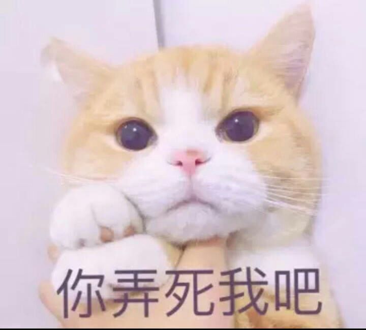 猫 表情包