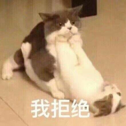 猫 表情包