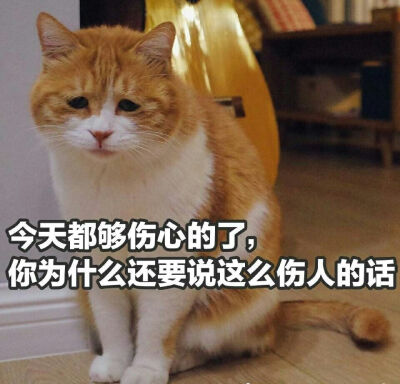 猫 表情包