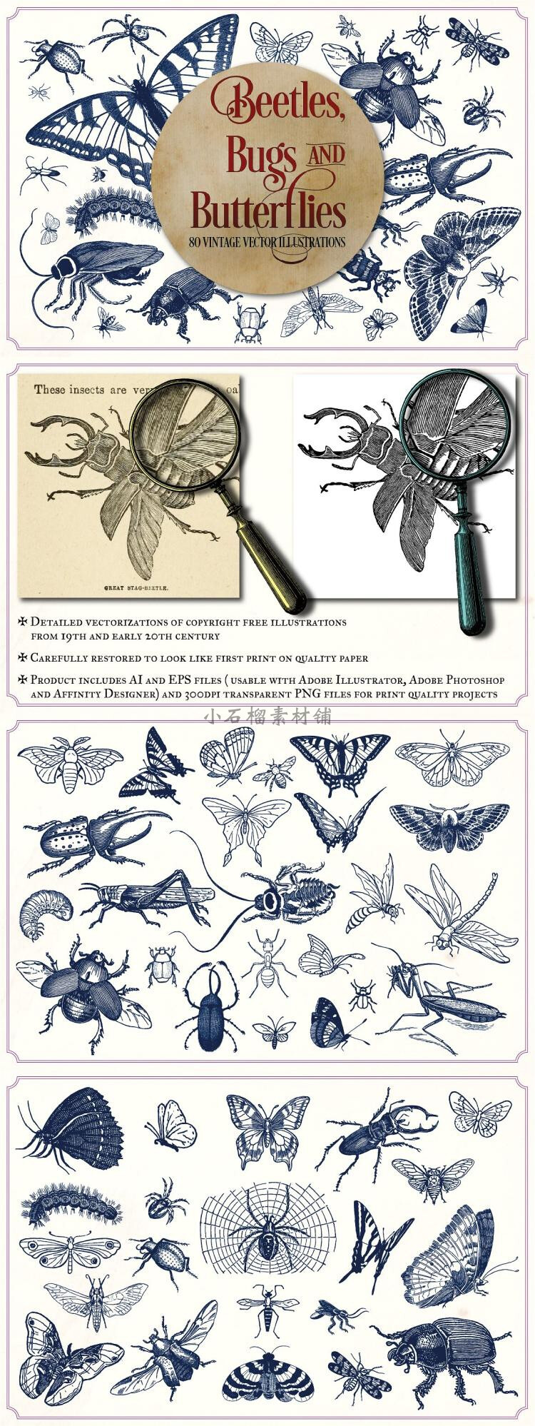 复古黑白昆虫蝴蝶树牛蜻蜓螳螂蚂蚁蜘蛛线稿图AI PNG素材png318