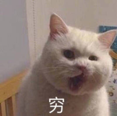 猫表情包