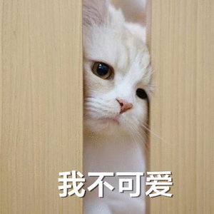 猫表情包