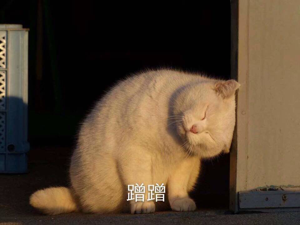 猫表情包