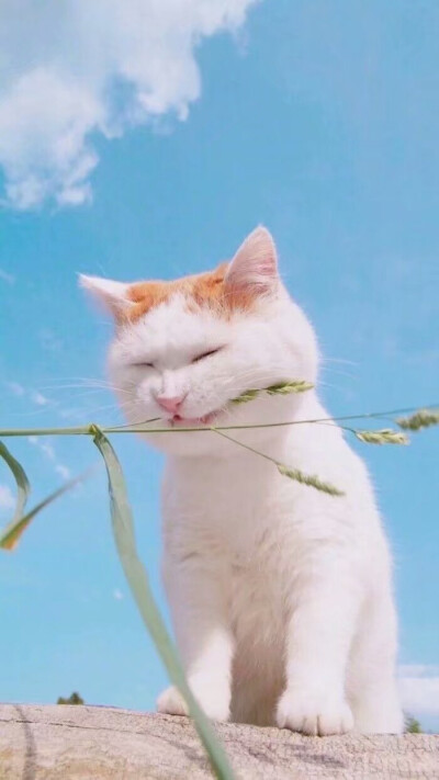 壁纸酱~