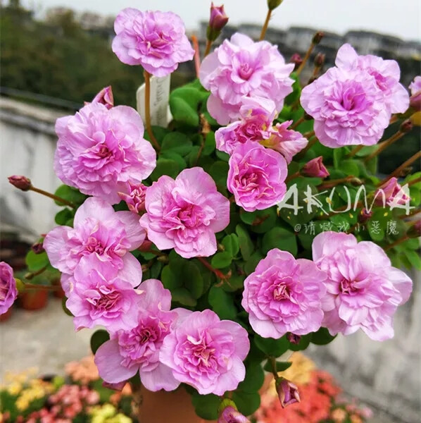 是不是看上去跟玫瑰花很像呢？！其实它是秋植酢浆草oxalis nidulans pompom ，我们一般会说粉重酢浆草或者紫重酢浆草。同理秋天种植，冬天开花。而且超喜欢开花，小小的一球就能开出超级多的花，而且打理也很容易！个人觉得是比月季好看啦(不要喷我（；￣ェ￣）)。