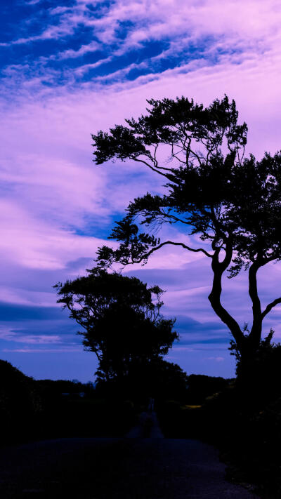 迷幻清新风 花 壁纸 粉色 天空 紫色 景物