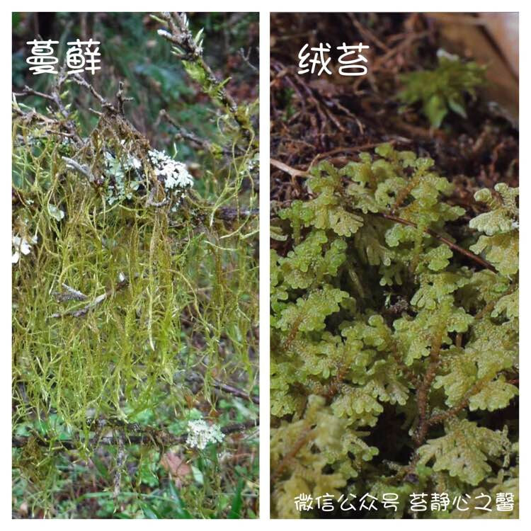 苔藓