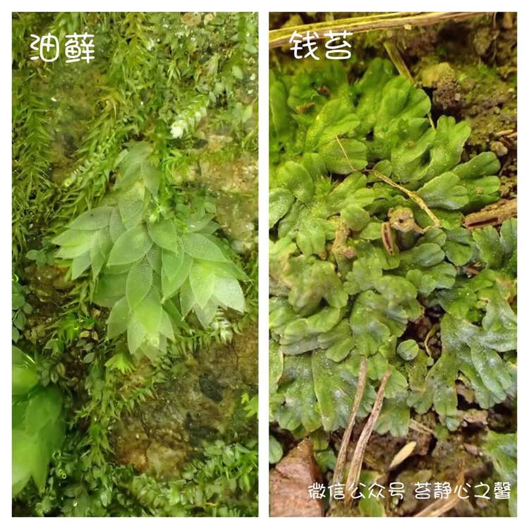 苔藓