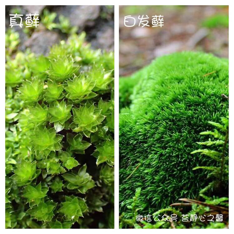 苔藓