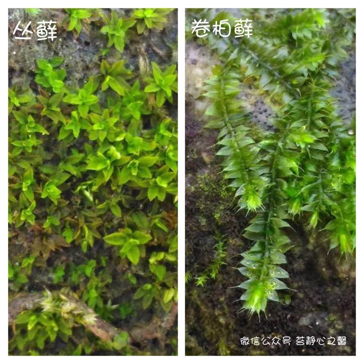 苔藓