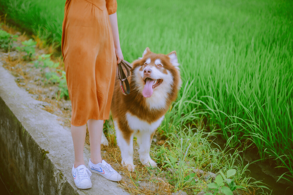 带你回家，天大地大
摄影：洪小漩
出镜：若男、粽子
若男说，你要不要回家，粽子在老家呢。
我说好，然后坐了几个小时的高铁，来到平阳鳌江，见到了久违的粽子。
粽子距离上次见面，又胖了十斤。一见面，他就把我扑倒在地，全无招架之力。
若男将粽子洗白白，带去田野里散步。
绿油油的稻田，一回家，总觉得天大地大。