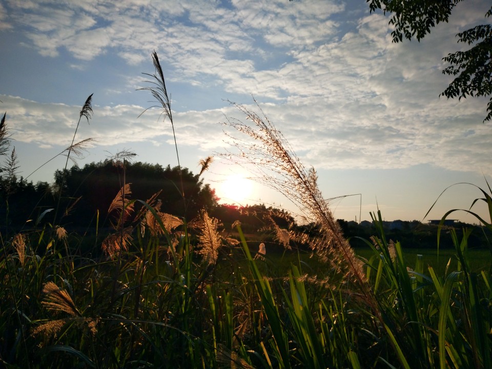 随手拍――芦苇微微。