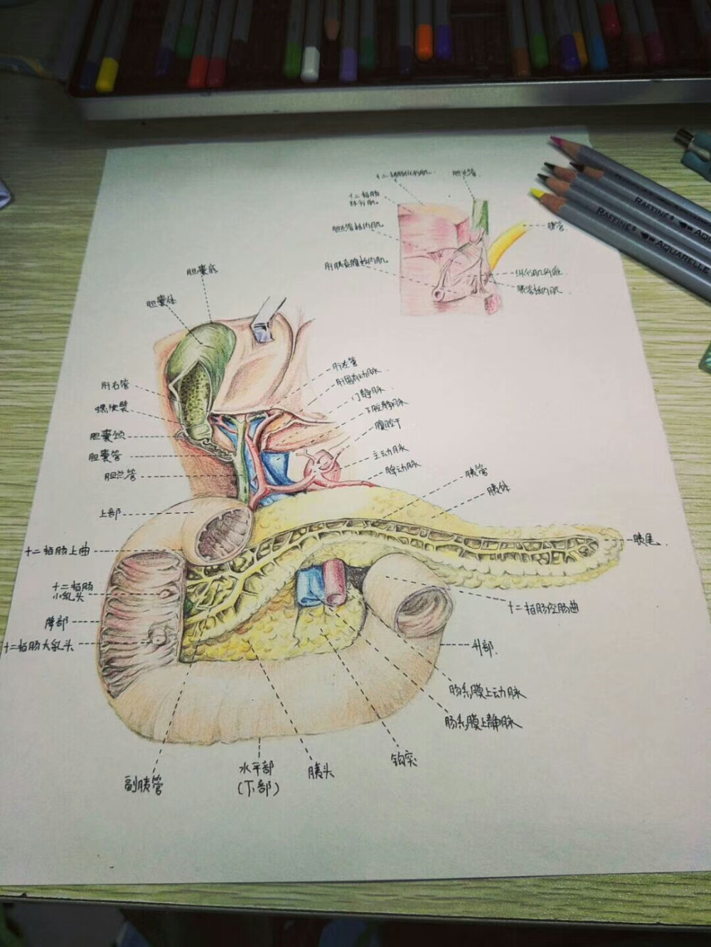 学医小可爱！