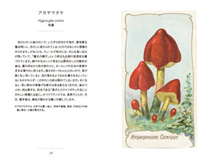 复古蘑菇插画 复古插画