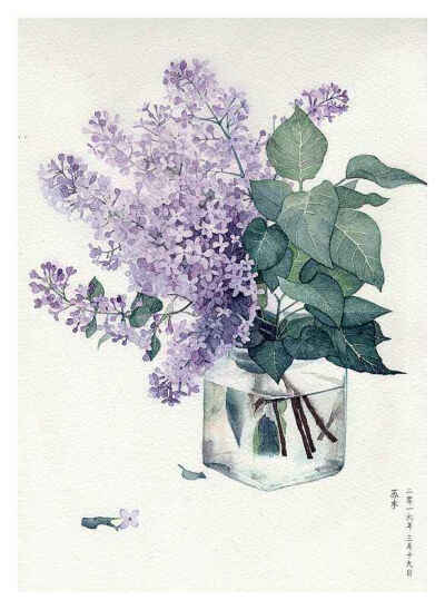 花卉 水彩画 