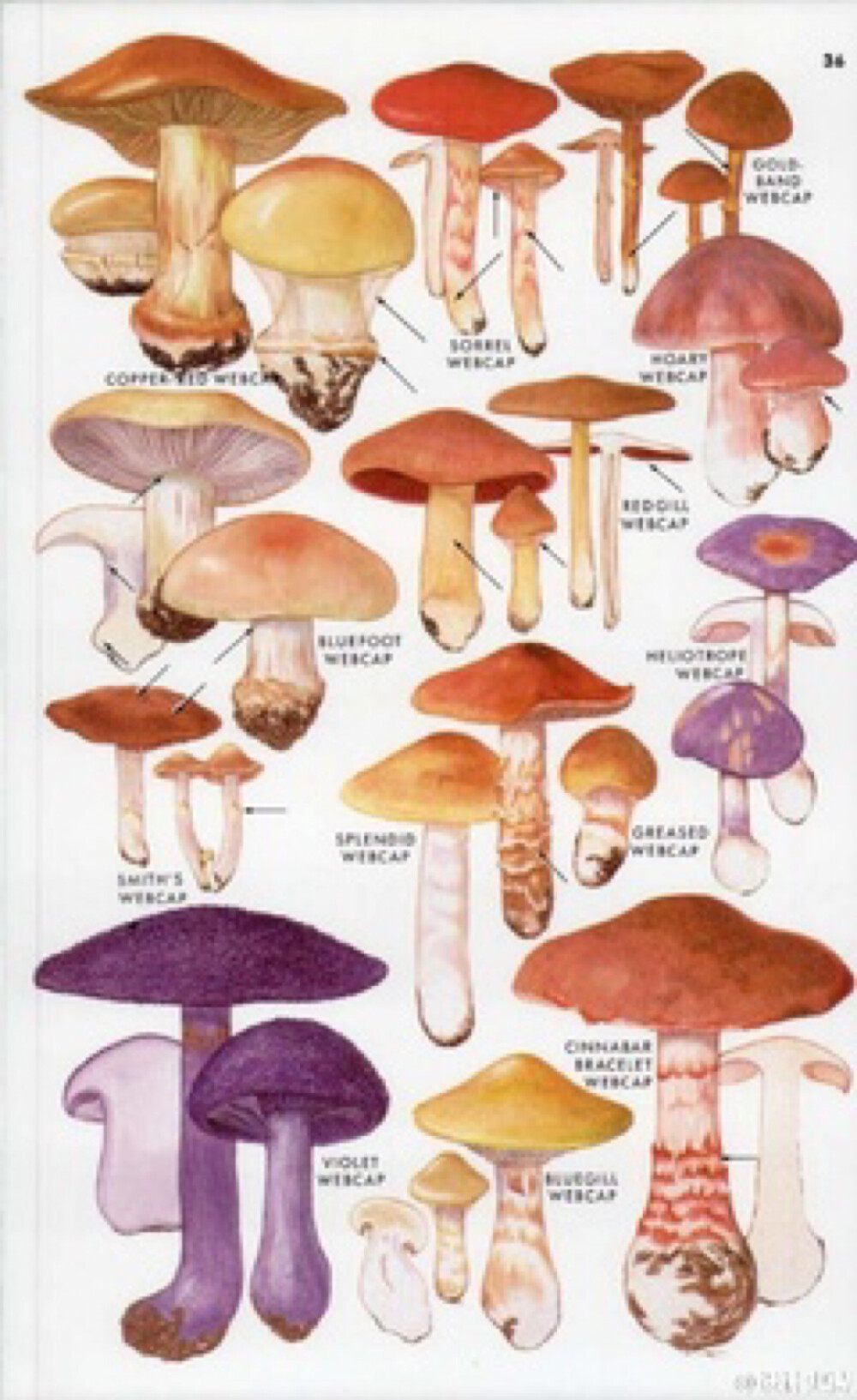复古插画 蘑菇插画 蘑菇图鉴