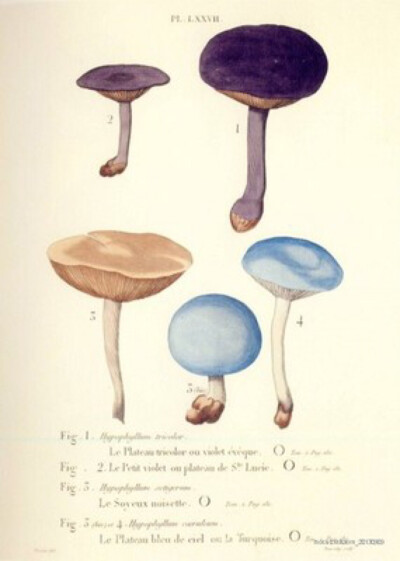 复古插画 蘑菇插画