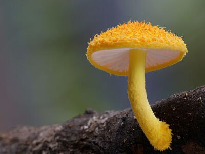 Fantastic Fungi: The Startling Visual Diversity of Mushrooms Photographed by Steve Axford science nature mushrooms Australia