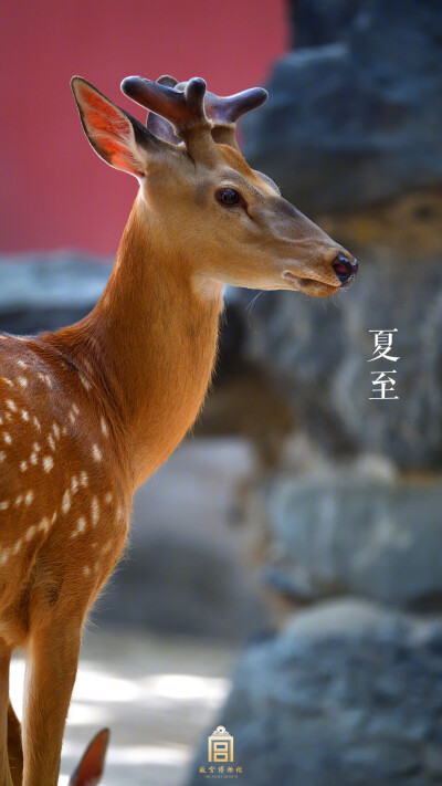 紫禁城【戊戌?夏至?生靈】“亭午息游鹿，夏至一陰生” 照片取自@故宮博物院