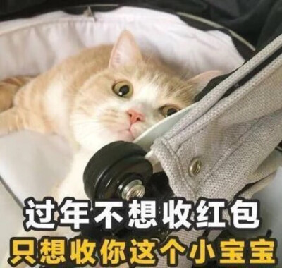 真呀真可爱。猫咪。
