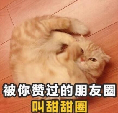 真呀真可爱。猫咪。