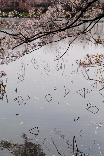 由于荷塘中的荷花根茎折入到水面里，与影子一起形成了这样的场景，感觉像二维与三维的碰撞，好魔幻！\n| 摄影：ropross ​