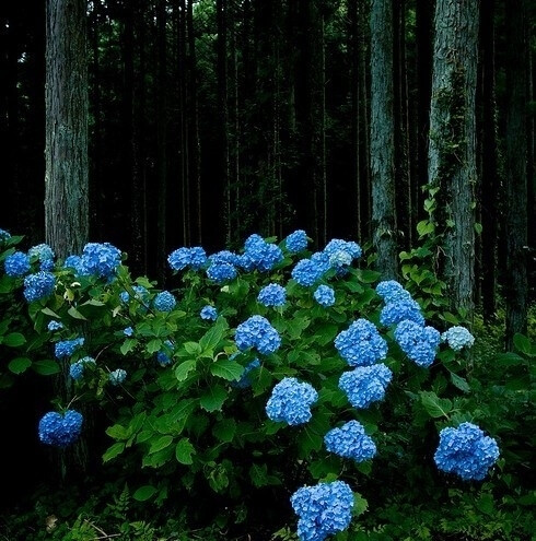 自然风景 花