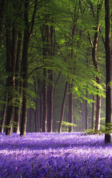 自然风景 花