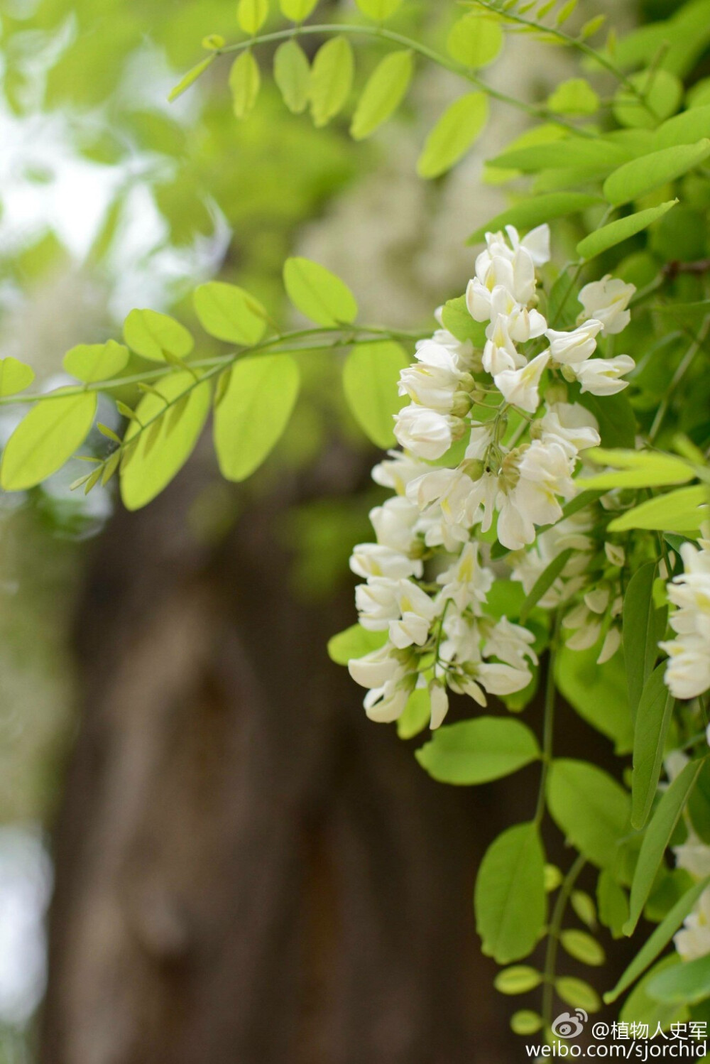 刺槐，又名洋槐。拉丁文名：Robinia pseudoacacia L.豆科、刺槐属落叶乔木，树皮灰褐色至黑褐色，浅裂至深纵裂，稀光滑。
刺槐与暮夏，人们常说于盛夏绽放的美丽的刺槐花是友谊的象征，我是那枝在暮夏开了花的刺槐，错过了花期，却在最孤独的时候遇见你，这是多好的巧遇呀！