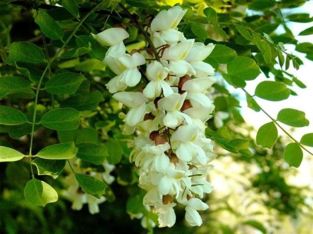 刺槐，又名洋槐。拉丁文名：Robinia pseudoacacia L.豆科、刺槐属落叶乔木，树皮灰褐色至黑褐色，浅裂至深纵裂，稀光滑。
刺槐与暮夏，人们常说于盛夏绽放的美丽的刺槐花是友谊的象征，我是那枝在暮夏开了花的刺槐，错过了花期，却在最孤独的时候遇见你，这是多好的巧遇呀！