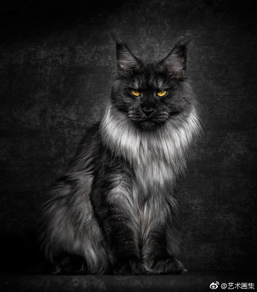 缅因猫robertsijka摄影67