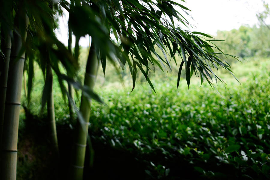  长夏碧岩好，萧萧千竹林。看山白屋静，息驾古藤阴 