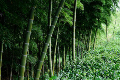  长夏碧岩好，萧萧千竹林。看山白屋静，息驾古藤阴 