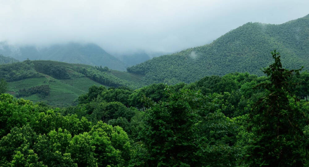  长夏碧岩好，萧萧千竹林。看山白屋静，息驾古藤阴 