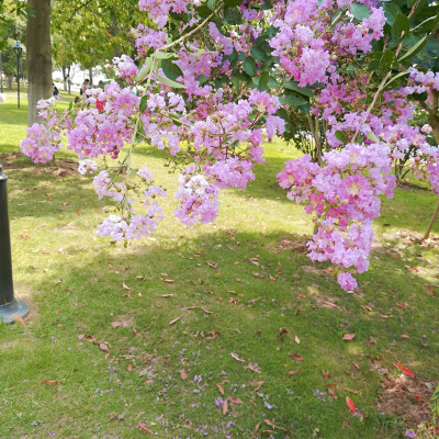 橘子洲头 这么热的天 我真的要死了