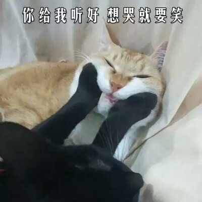 珍藏多年的表情包吖♡