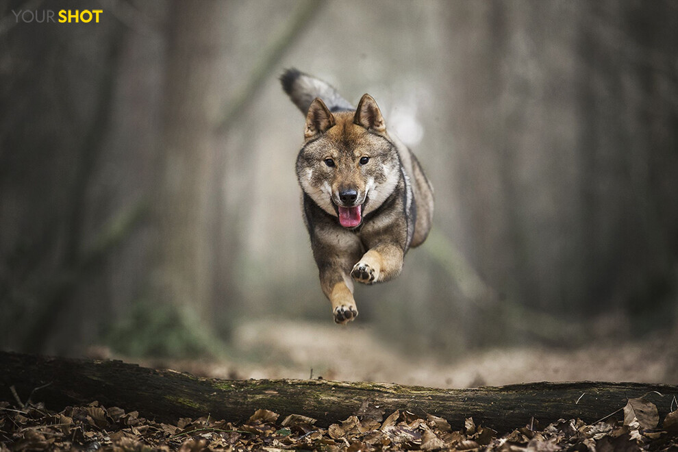 欢乐时光
四国犬Hailey正在荷兰的一片森林里愉快蹦跶。这只欢脱的狗狗是你来掌镜摄影师Judith Vrugt朋友的。“我真的很喜欢跟这类狗狗待在一起，它们总是能给你带来快乐，还能让我捕捉精彩瞬间。” 她这样说道。摄影：Judith Vrugt