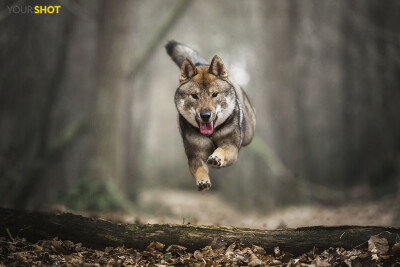 欢乐时光
四国犬Hailey正在荷兰的一片森林里愉快蹦跶。这只欢脱的狗狗是你来掌镜摄影师Judith Vrugt朋友的。“我真的很喜欢跟这类狗狗待在一起，它们总是能给你带来快乐，还能让我捕捉精彩瞬间。” 她这样说道。摄影…