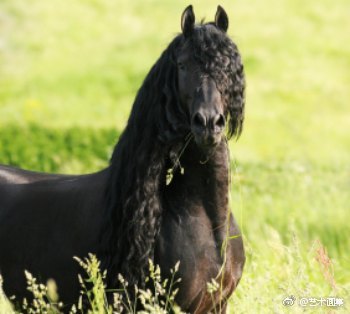 荷兰培育的马种Friesian horse，体型巨大，毛色黝黑，肌肉强悍，是勇武矫健的优良战马、赛马，却有一头散发温柔气质的飘逸秀发 ​