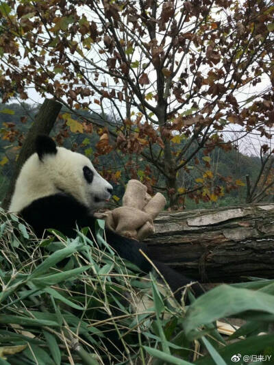 抱着麻袋小熊