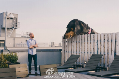 这只腊肠叫Vivian，生活在布鲁克林。有天，主人脑洞大开，把她稍微PS了一下\n...简直炫酷！ 丨摄影师 ​