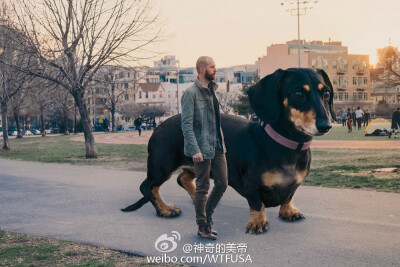 这只腊肠叫Vivian，生活在布鲁克林。有天，主人脑洞大开，把她稍微PS了一下\n...简直炫酷！ 丨摄影师 ​